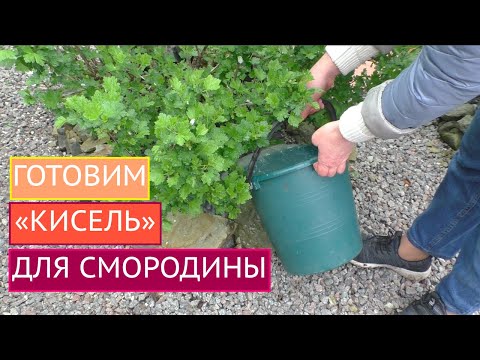 Starch for currants as a fertilizer in the spring: how to prepare and apply, reviews