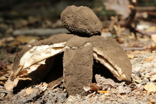 Starfish blackhead (Geastrum blackhead): photo and description