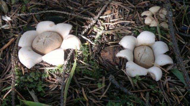 Starfish blackhead (Geastrum blackhead): photo and description