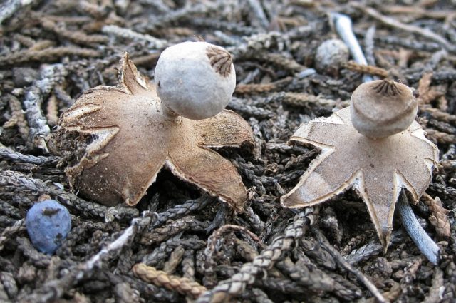 Starfish blackhead (Geastrum blackhead): photo and description