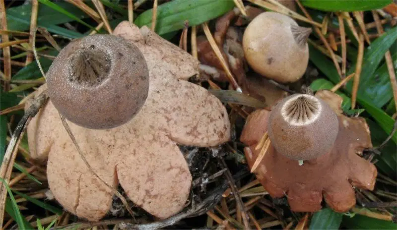 Starfish Schmidel (Geastrum schmidelii) photo and description
