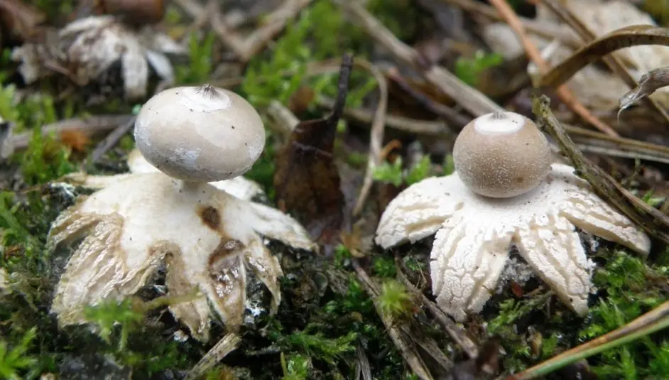 Starlight small (Geastrum minimum) photo and description