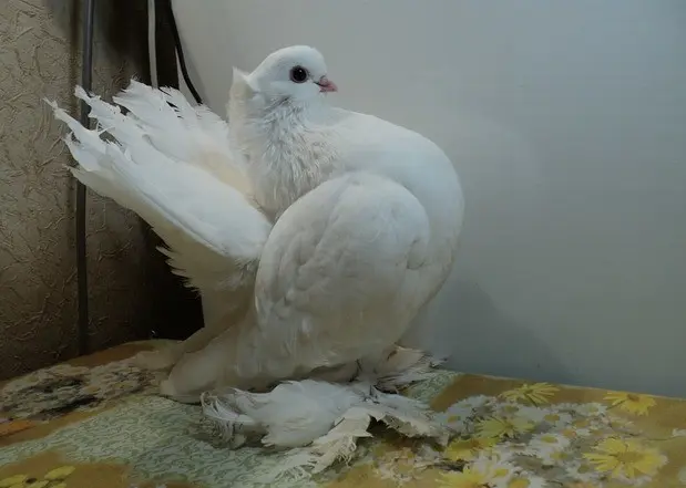 Stately pigeons: photo, video, breeds