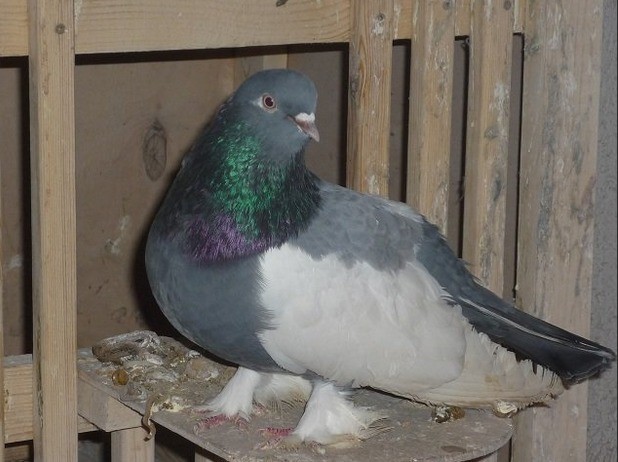 Stately pigeons: photo, video, breeds