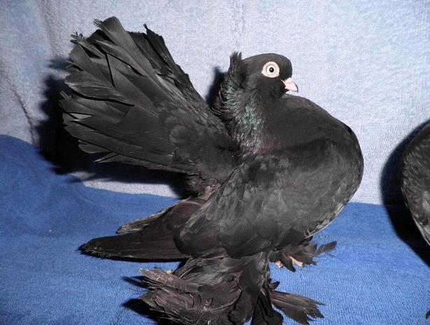 Stately pigeons: photo, video, breeds