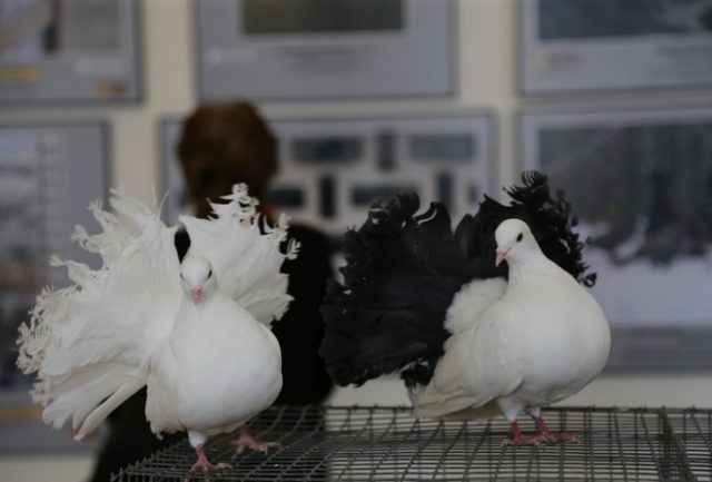 Stately pigeons: photo, video, breeds