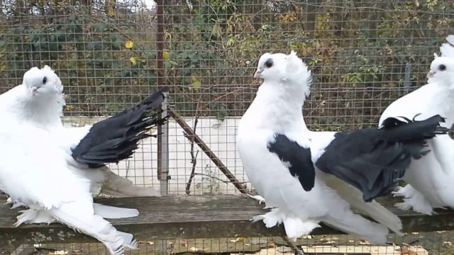 Stately pigeons: photo, video, breeds