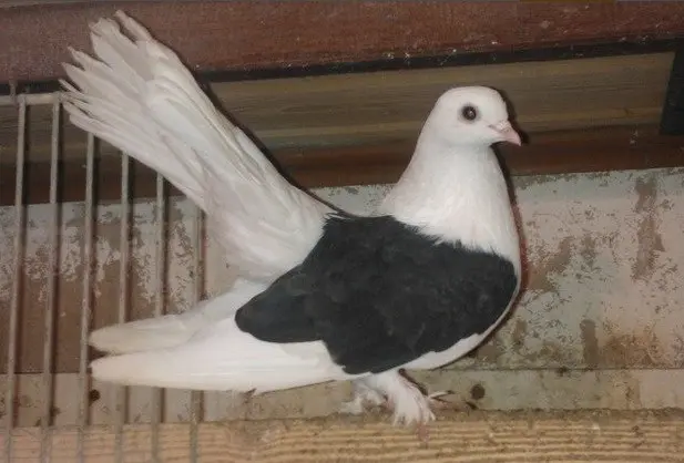 Stately pigeons: photo, video, breeds