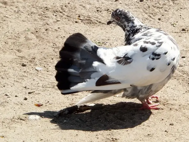 Stately pigeons: photo, video, breeds