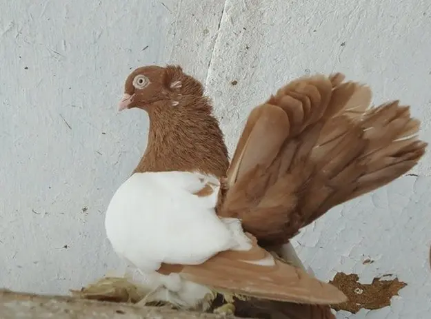 Stately pigeons: photo, video, breeds