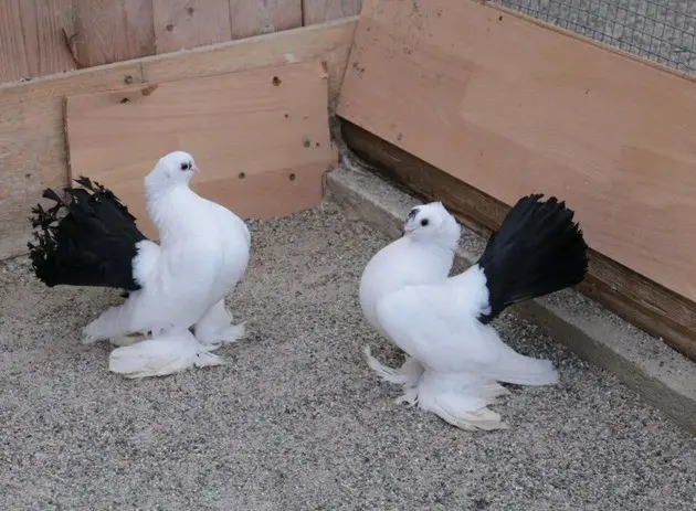 Stately pigeons: photo, video, breeds