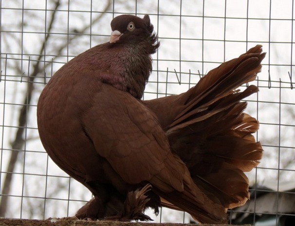 Stately pigeons: photo, video, breeds