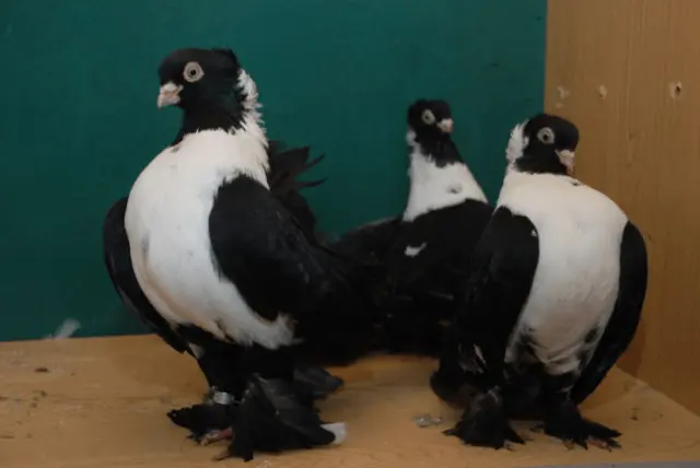 Stately pigeons: photo, video, breeds