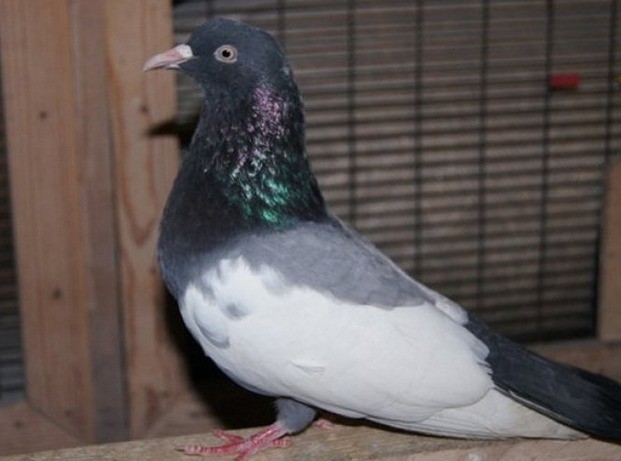 Stately pigeons: photo, video, breeds