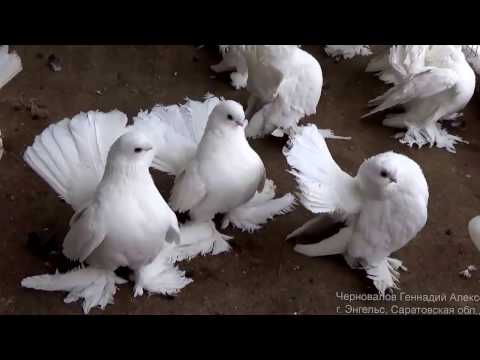 Stately pigeons: photo, video, breeds