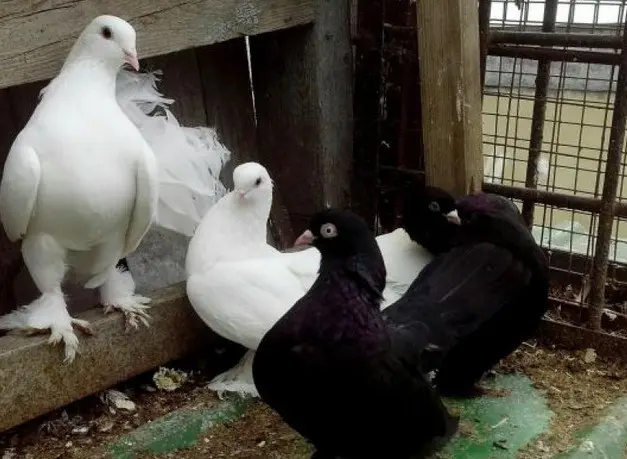 Stately pigeons: photo, video, breeds