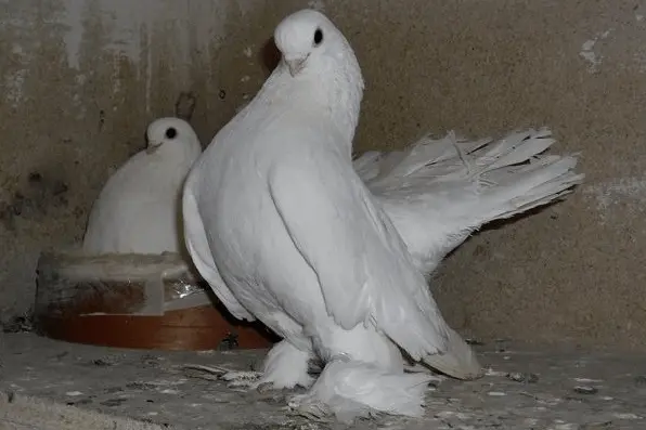 Stately pigeons: photo, video, breeds