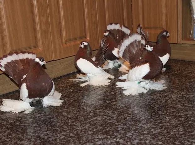 Stately pigeons: photo, video, breeds