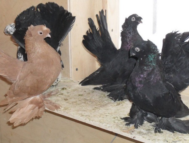 Stately pigeons: photo, video, breeds