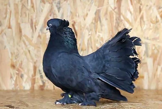 Stately pigeons: photo, video, breeds