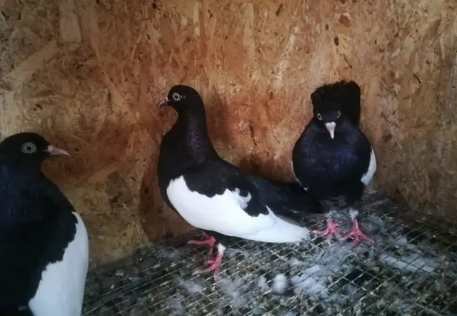 Stately pigeons: photo, video, breeds