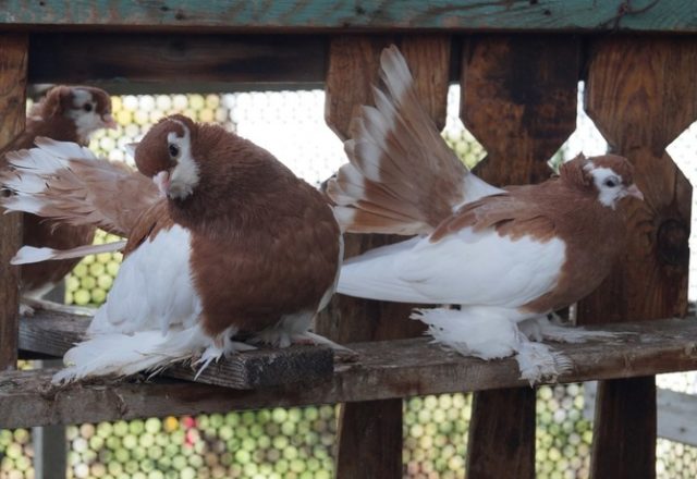 Stately pigeons: photo, video, breeds