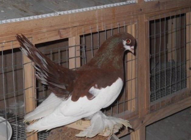 Stately pigeons: photo, video, breeds