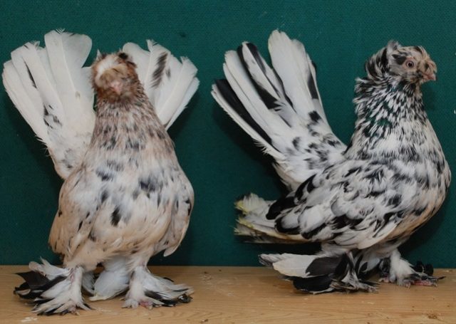 Stately pigeons: photo, video, breeds