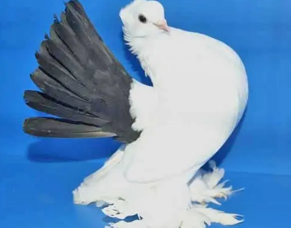 Stately pigeons: photo, video, breeds