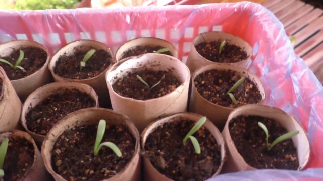 Statica (kermek): growing seedlings, terms and rules for planting seeds