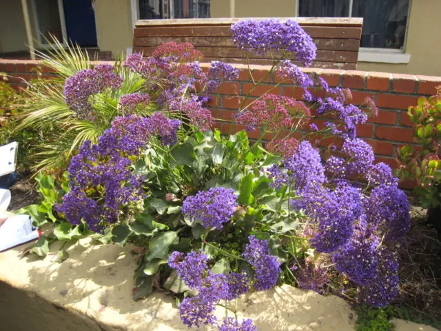 Statica: planting and care in the open field, photo of flowers in a flower bed and in landscape design