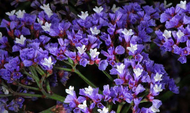 Statica: planting and care in the open field, photo of flowers in a flower bed and in landscape design