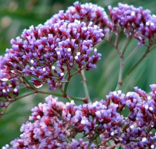 Statica: planting and care in the open field, photo of flowers in a flower bed and in landscape design