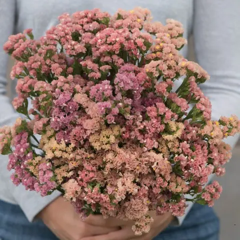 Statica: planting and care in the open field, photo of flowers in a flower bed and in landscape design