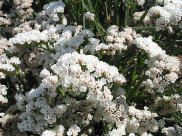 Statica: planting and care in the open field, photo of flowers in a flower bed and in landscape design