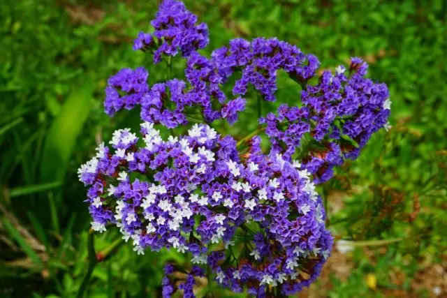 Statica: planting and care in the open field, photo of flowers in a flower bed and in landscape design