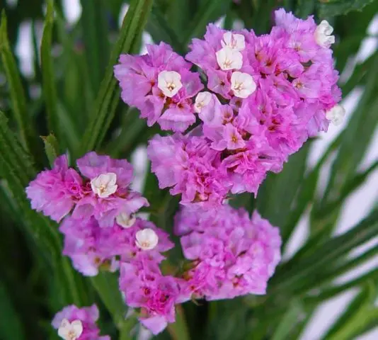 Statica: planting and care in the open field, photo of flowers in a flower bed and in landscape design