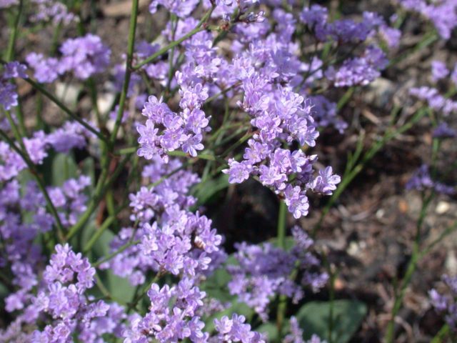 Statica: planting and care in the open field, photo of flowers in a flower bed and in landscape design