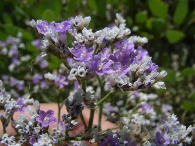 Statica: planting and care in the open field, photo of flowers in a flower bed and in landscape design