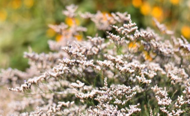 Statica: planting and care in the open field, photo of flowers in a flower bed and in landscape design