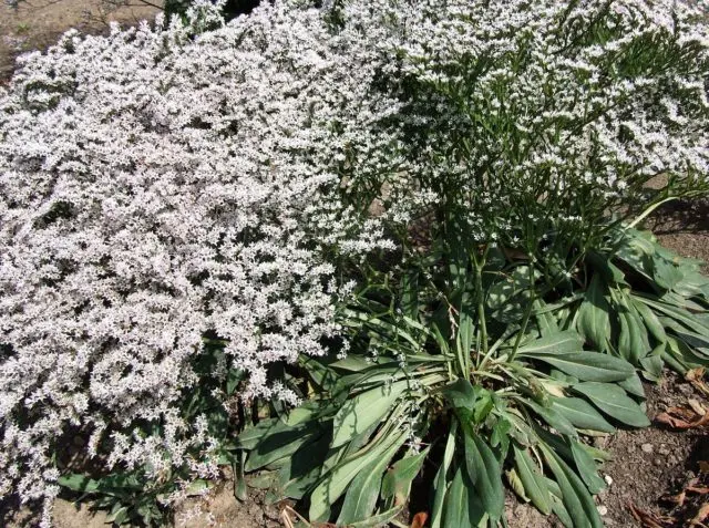 Statica: planting and care in the open field, photo of flowers in a flower bed and in landscape design