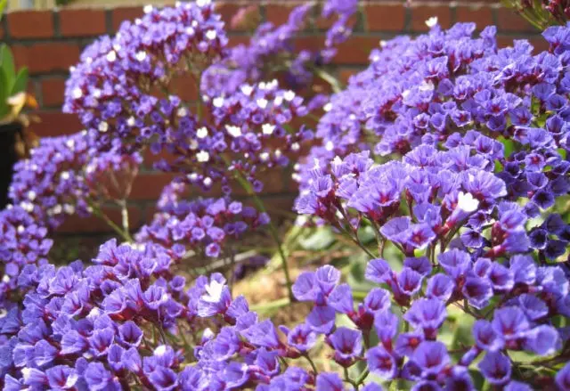 Statica: planting and care in the open field, photo of flowers in a flower bed and in landscape design