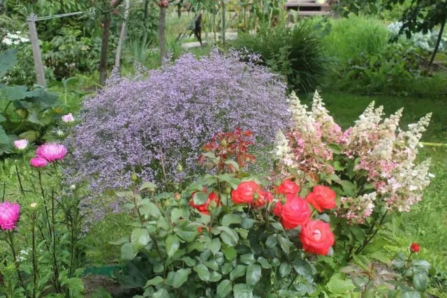 Statica: planting and care in the open field, photo of flowers in a flower bed and in landscape design