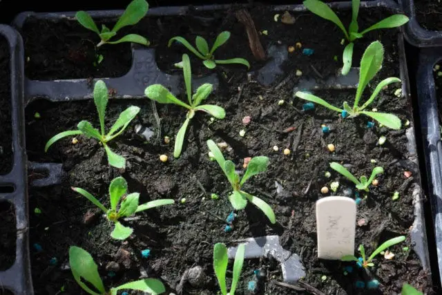 Statica: planting and care in the open field, photo of flowers in a flower bed and in landscape design