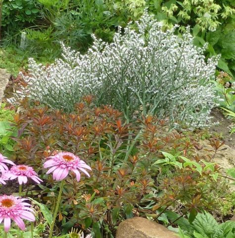 Statica: planting and care in the open field, photo of flowers in a flower bed and in landscape design