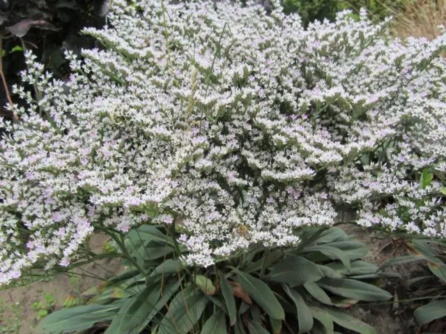 Statica: planting and care in the open field, photo of flowers in a flower bed and in landscape design