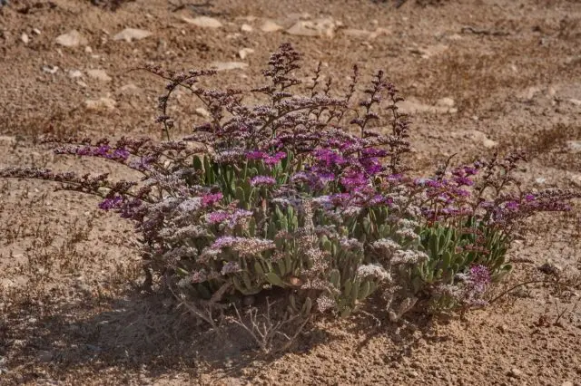 Statica: planting and care in the open field, photo of flowers in a flower bed and in landscape design