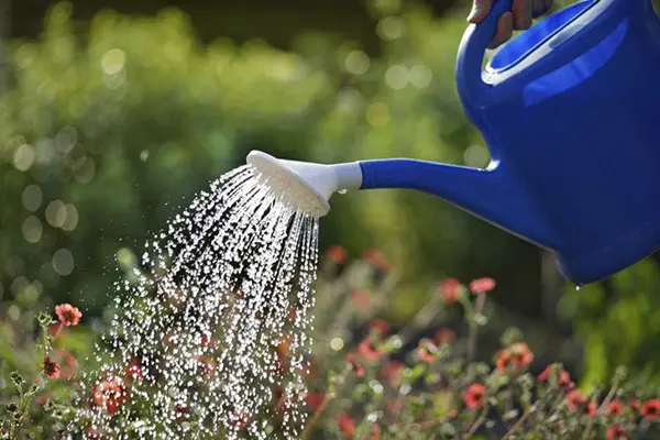 Statica: planting and care in the open field, photo of flowers in a flower bed and in landscape design