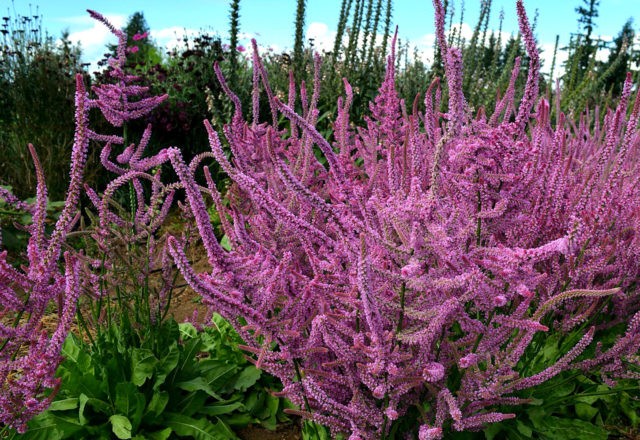 Statica: planting and care in the open field, photo of flowers in a flower bed and in landscape design