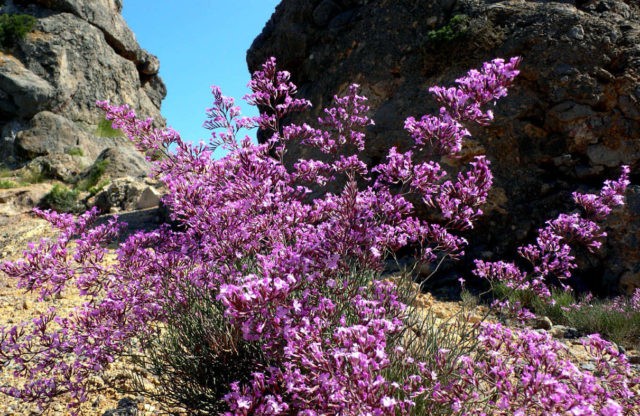 Statica: planting and care in the open field, photo of flowers in a flower bed and in landscape design